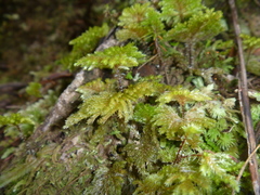 Dendrohypopterygium filiculiforme