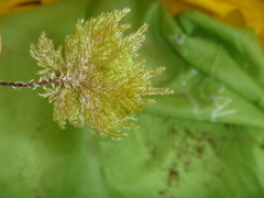 Dendrohypopterygium filiculiforme