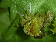 Dendrohypopterygium filiculiforme