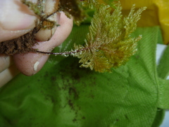Dendrohypopterygium filiculiforme