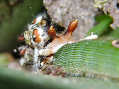 Dynastor darius stygianus