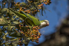 Myiopsitta monachus