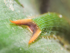 Dynastor darius stygianus