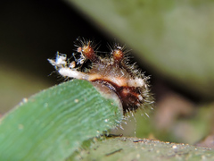 Dynastor darius stygianus