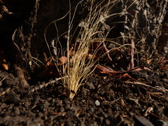 Nassella tenuissima