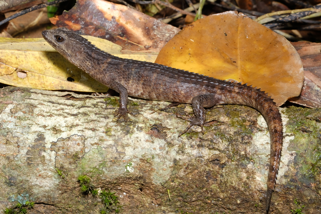 Gray's Keeled Skink
