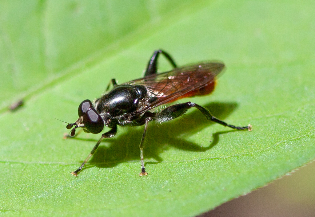 Eastern Orange-tailed Leafwalker