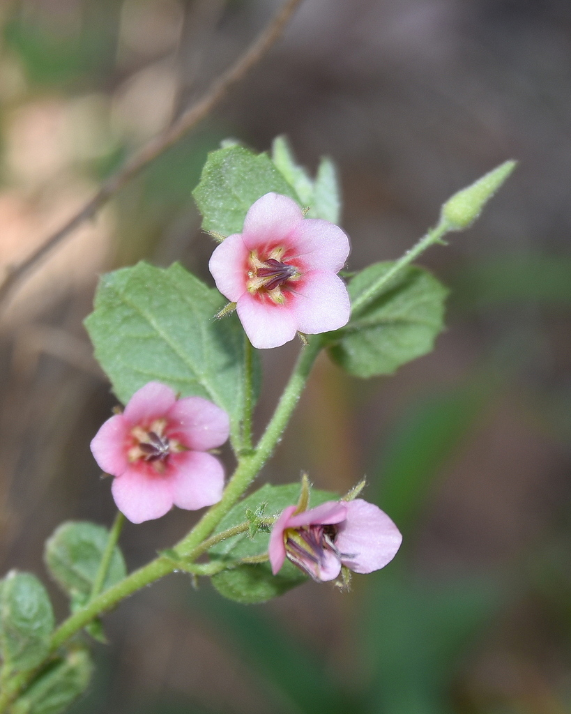 Hermannia boraginiflora