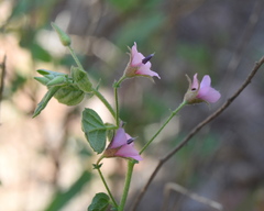 Hermannia boraginiflora