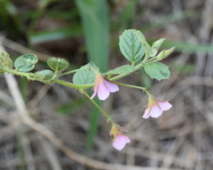 Hermannia boraginiflora
