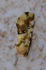 Acontia transfigurata