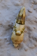 Acontia transfigurata