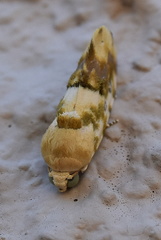 Acontia transfigurata