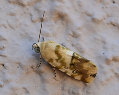 Acontia transfigurata