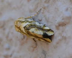Acontia transfigurata