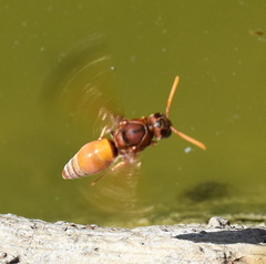 Antodynerus radialis