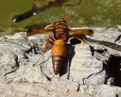 Antodynerus radialis
