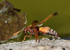 Antodynerus radialis