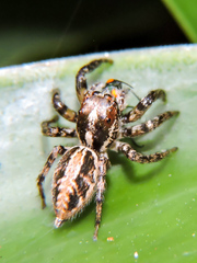 Leptofreya