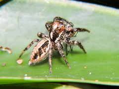 Leptofreya