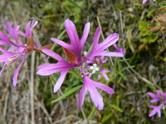 Clarkia pulchella
