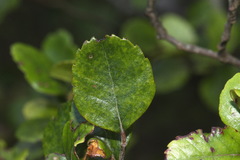 Nothofagus × apiculata