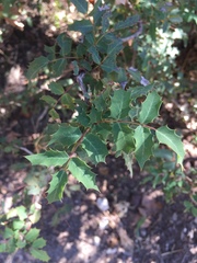 Berberis swaseyi