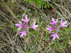 Clarkia pulchella