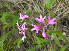 Clarkia pulchella