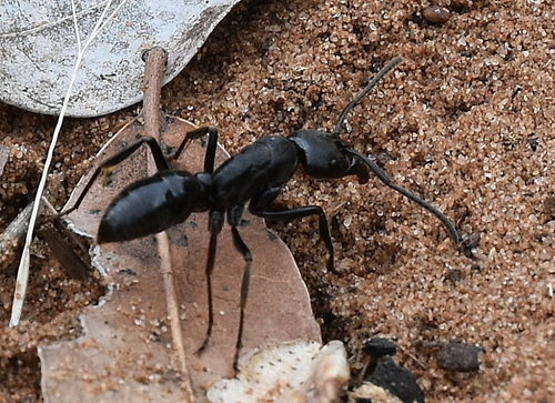 African stink ant