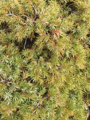 Juniperus formosana