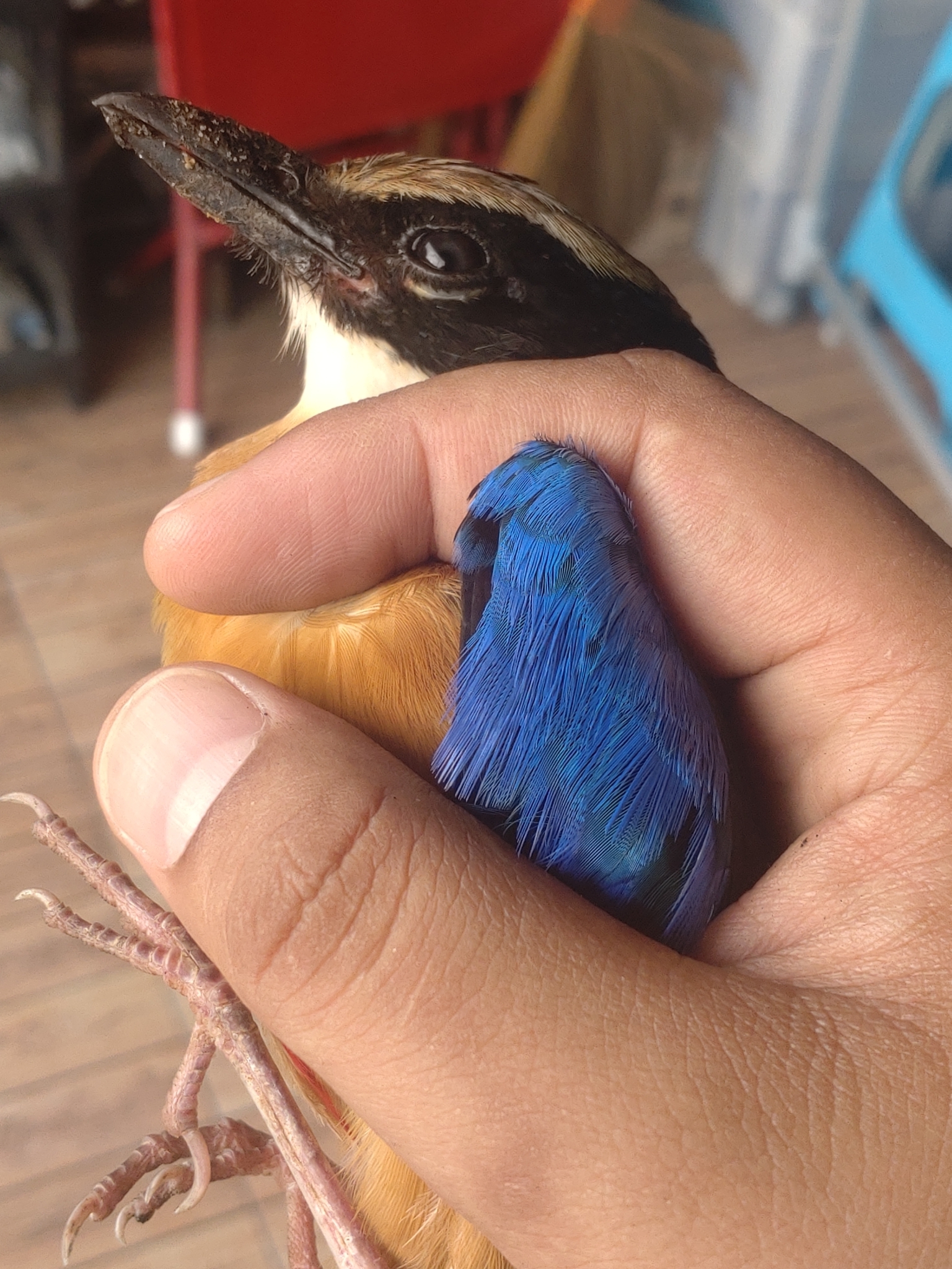 Blue-winged Pitta
