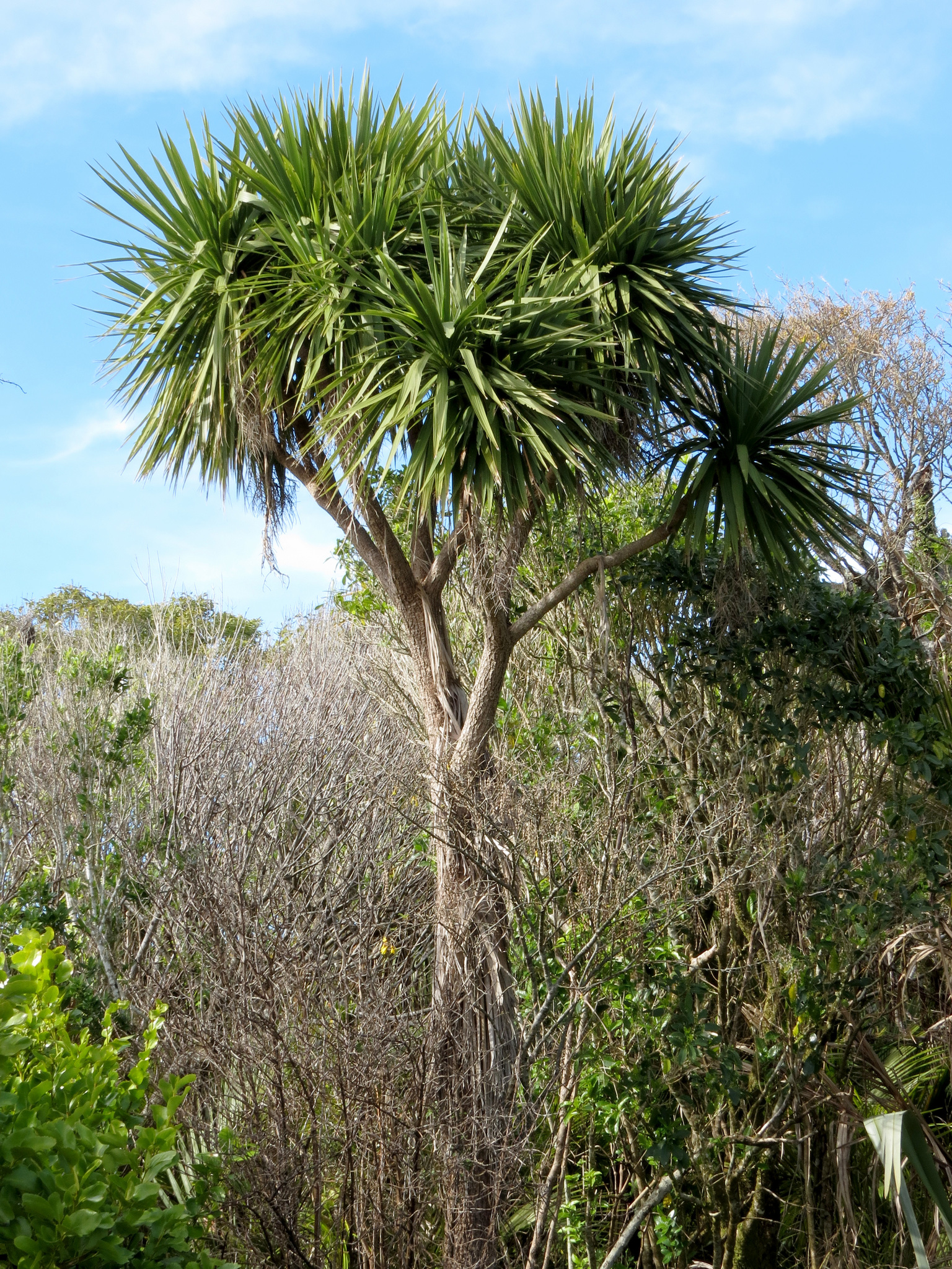 Cordyline