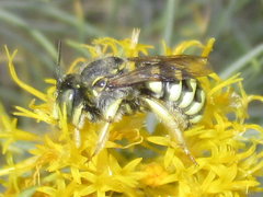 Anthidium