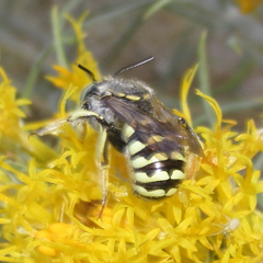 Anthidium