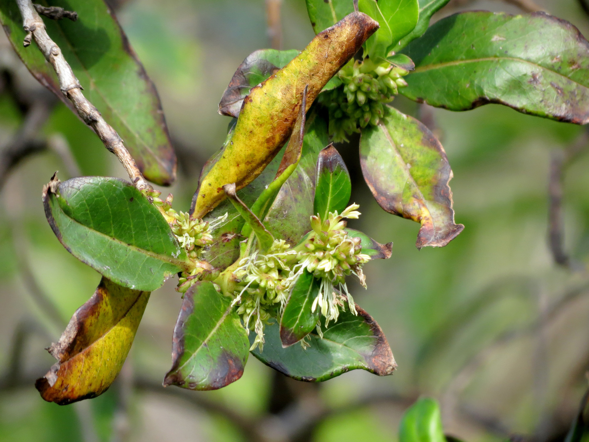Coprosma