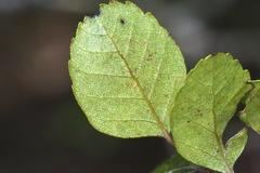Nothofagus × apiculata