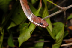 Zigzag-Lined Water Snake photo 2