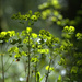 Euphorbia amygdaloides - Photo (c) Bas Kers, μερικά δικαιώματα διατηρούνται (CC BY-NC-SA)