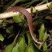 Rhabdophis lineatus - Photo (c) jeffweinell, algunos derechos reservados (CC BY-NC), subido por jeffweinell