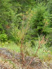 Lomatium brunsfeldianum