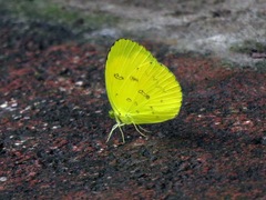 Eurema andersoni