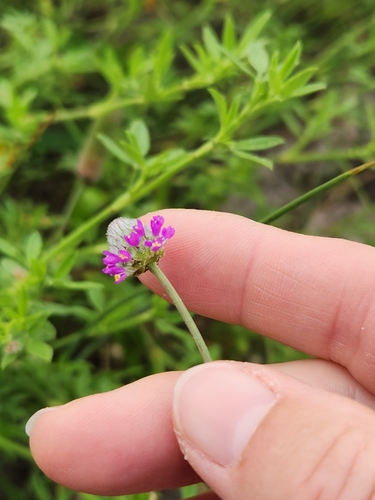 Image of Dalea emarginata by (c) Jo Roberts, some rights reserved (CC BY)