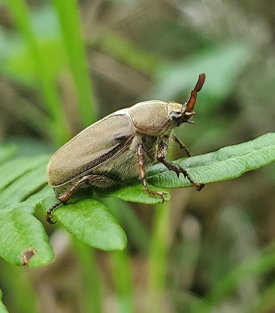 East Texas Hypothyce