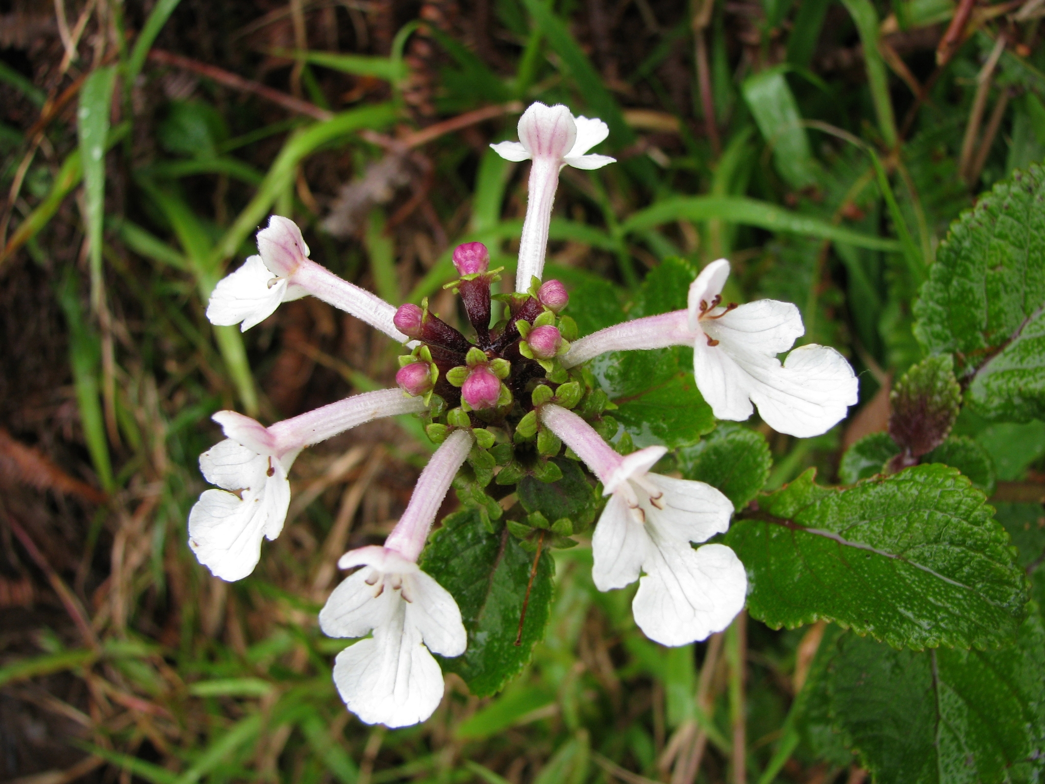 Phyllostegia grandiflora