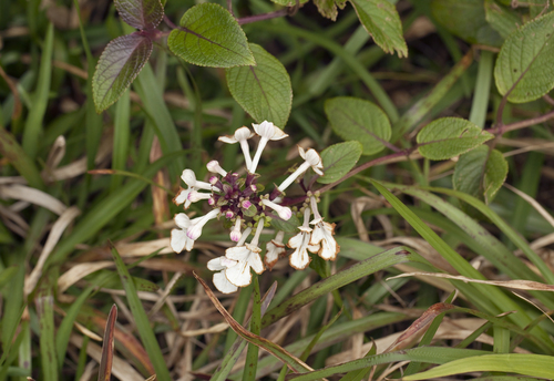 Phyllostegia grandiflora