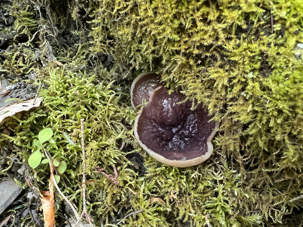 Peziza arenaria