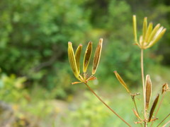 Lomatium brunsfeldianum