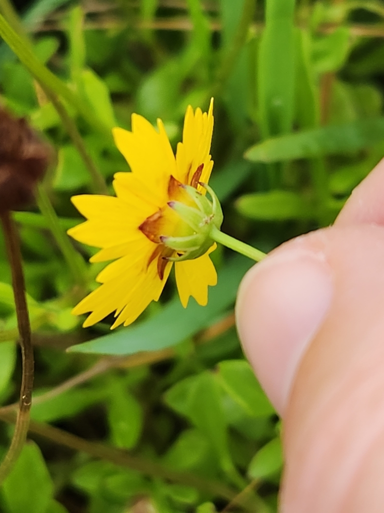 Rio Grande Tickseed
