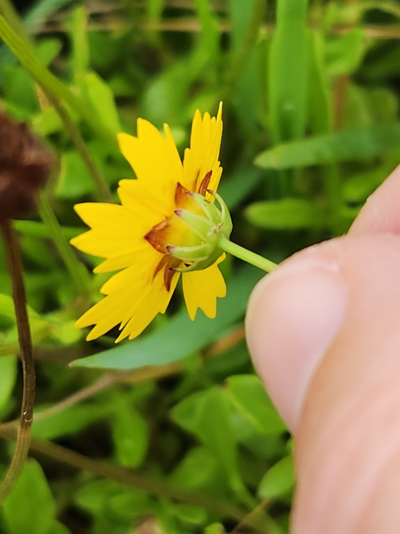 Coreopsis nuecensoides